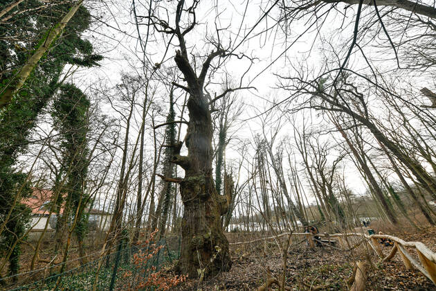Höchster Baum in Berlin Blick am 1. Januar 2023 auf den ältesten Baum in Berlin, die Dicke Marie, im Tegeler Forst in Berlin Tegel. Berlin Tegel Reinickendorf Berlin Deutschland _JK10449