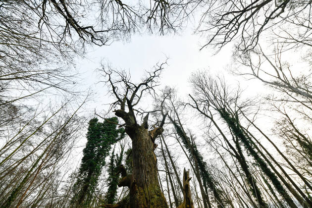 Höchster Baum in Berlin Blick am 1. Januar 2023 auf den ältesten Baum in Berlin, die Dicke Marie, im Tegeler Forst in Berlin Tegel. Berlin Tegel Reinickendorf Berlin Deutschland _JK10454
