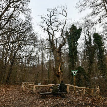 Höchster Baum in Berlin Blick am 1. Januar 2023 auf den ältesten Baum in Berlin, die Dicke Marie, im Tegeler Forst in Berlin Tegel. Berlin Tegel Reinickendorf Berlin Deutschland _JK10461