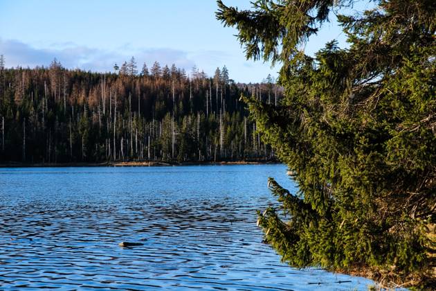 03.01.2023 Ein Blick auf Deutschlands älteste Talsperre, dem Oderteich im Nationalpark Harz. Die historische Talsperre ist von einem Rundwanderweg umgeben, der durch eine Moorlandschaft führt. Von diesem Weg aus kann man alle Fascetten des Wandels der Waldlandschaft erkennen. St. Andreasberg Niedersachsen Deutschland