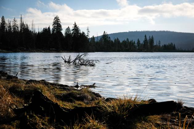 03.01.2023 Ein Blick auf Deutschlands älteste Talsperre, dem Oderteich im Nationalpark Harz. Die historische Talsperre ist von einem Rundwanderweg umgeben, der durch eine Moorlandschaft führt. Von diesem Weg aus kann man alle Fascetten des Wandels der Waldlandschaft erkennen. St. Andreasberg Niedersachsen Deutschland