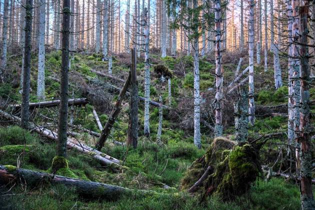 03.01.2023 Abgestorbene Fichten stehen an Deutschlands ältester Talsperre, dem Oderteich im Nationalpark Harz. Die historische Talsperre ist von einem Rundwanderweg umgeben, der durch eine Moorlandschaft führt. Von diesem Weg aus kann man alle Fascetten des Wandels der Waldlandschaft erkennen. St. Andreasberg Niedersachsen Deutschland