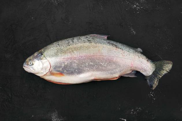  Raw tasmanian ocean trout on black background, Raw tasmanian ocean trout on black concrete background, Raw tasmanian ocean trout on black concrete background, 07.10.2022, Copyright: xBoomeartx Panthermedia32287841.jpg