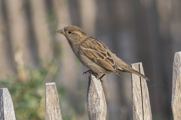 Haussperling, Spatz, Passer domesticus, Sparrow, Singvogel, sitzt auf der Spitze eines Holzzauns, am 31.10.2022 im Berliner Zoologischen Garten Zoologischer Garten - Berlin