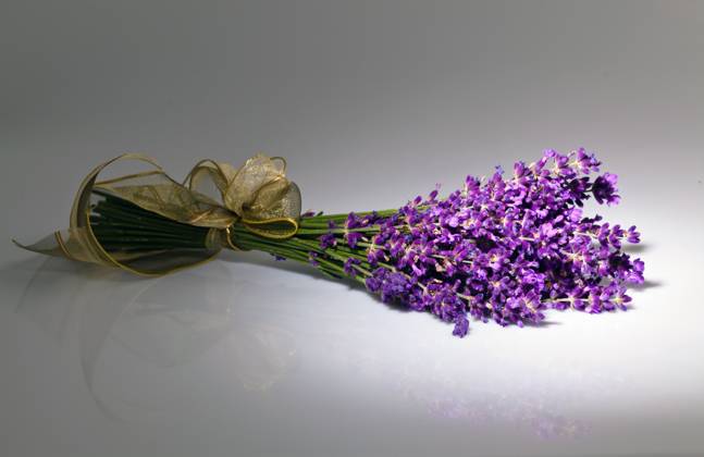 Lavendel, Schmalblaettriger Lavendel, Echter Lavendel (Lavandula angustifolia, Lavandula officinalis), Bund Lavendel English lavender (Lavandula angustifolia, Lavandula officinalis), bundle of lavender BLWS678582