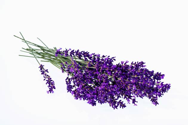 Lavendel, Schmalblaettriger Lavendel, Echter Lavendel (Lavandula angustifolia, Lavandula officinalis), Bund Lavendel, Freisteller English lavender (Lavandula angustifolia, Lavandula officinalis), bundle of lavender, cutout BLWS678583