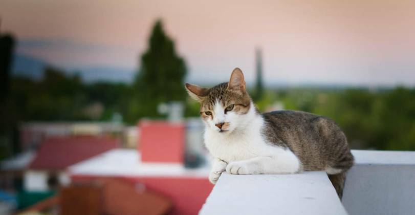 IMAGO Kreativ: Urbane Kultur - Sommer auf den Dächern Adult tabby, mixed breed cat, resting on a high rooftop., Adult tabby, mixed breed cat, resting on a high rooftop., Adult tabby, mixed breed cat, resting on a high rooftop., 17.12.2022, Copyright: xHernanHyperx Panthermedia33315624.jpg