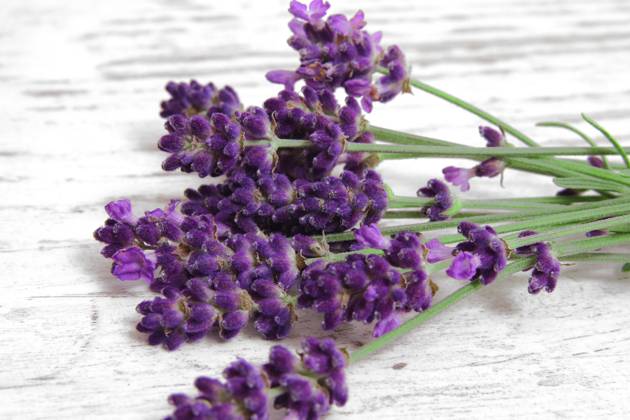 Lavendel, Schmalblaettriger Lavendel, Echter Lavendel (Lavandula angustifolia, Lavandula officinalis), Bund Lavendel English lavender (Lavandula angustifolia, Lavandula officinalis), lavender bundle BLWS681103