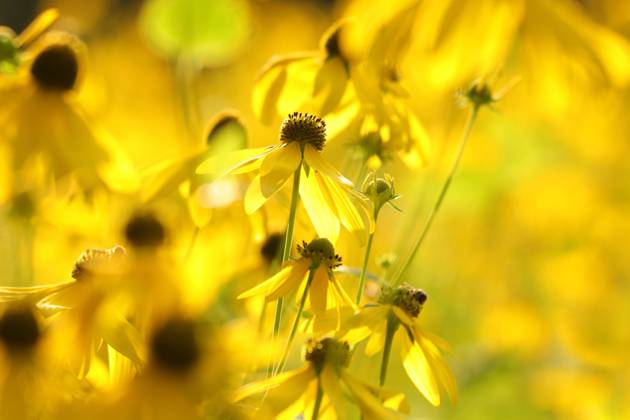Cutleaf Coneflower Cutleaf Coneflower - Rudbeckia laciniata in the garden. Copyright: xZoonar.com PaulxAniszewskix 18846236