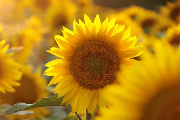 Sunflower Sunflower - Helianthus annuus at sunset Copyright: xZoonar.com PaulxAniszewskix 18920100