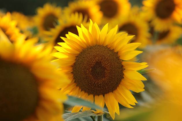 Sunflower Sunflower - Helianthus annuus at sunset Copyright: xZoonar.com PaulxAniszewskix 18920101