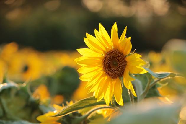 Sunflower Sunflower - Helianthus annuus at sunset Copyright: xZoonar.com PaulxAniszewskix 18946508