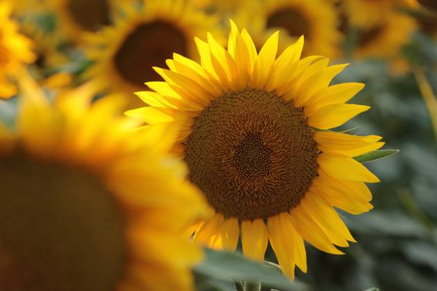 Sunflower Sunflower - Helianthus annuus at sunset Copyright: xZoonar.com PaulxAniszewskix 18946526