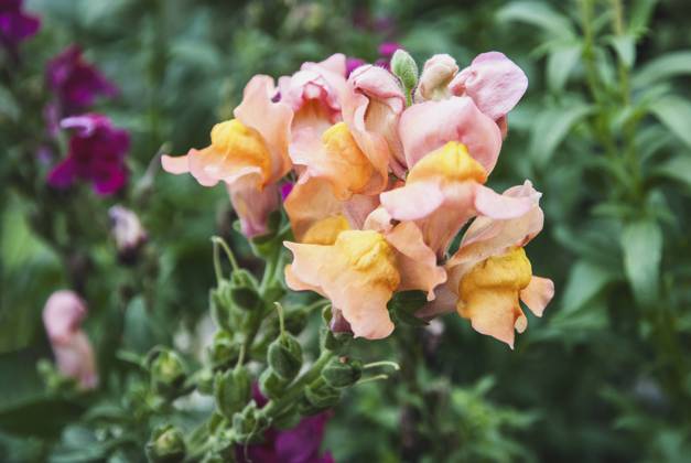 Snapdragon Antirrhinum majus flowers in the garden closeup Snapdragon Antirrhinum majus flowers in the garden closeup Copyright: xZoonar.com NadezhdaxSobolevax 19115524
