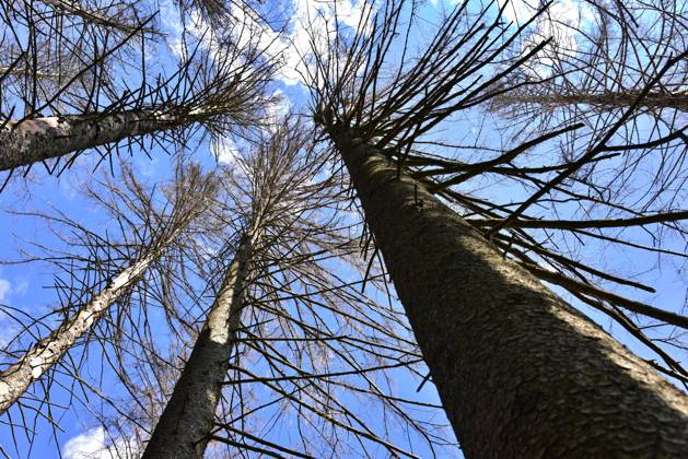 Abgestorbene Fichten in einem Bergwald bei Missen, Westallgäu, Schwaben, Bayern, Deutschland, Europa Copyright: imageBROKER/alimdix/xReinholdxRatzer iblohh09049822.jpg
