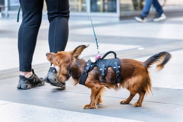 06.04.2023,Berlin,Deutschland,Bahnhof Südkreuz,ein Hund schüttelt sich