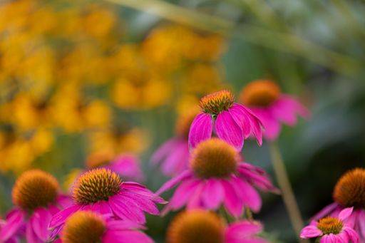 RECORD DATE NOT STATED Coneflowers (Echinacea) with pink petals in full bloom in front of yellow coneflowers in blurred background *** Coneflowers Echinacea mit Rosa Blütenblätter ÊIn voll blühen ÊIn vorne des Gelb coneflowers ÊIn unscharf Hintergrund 18892199