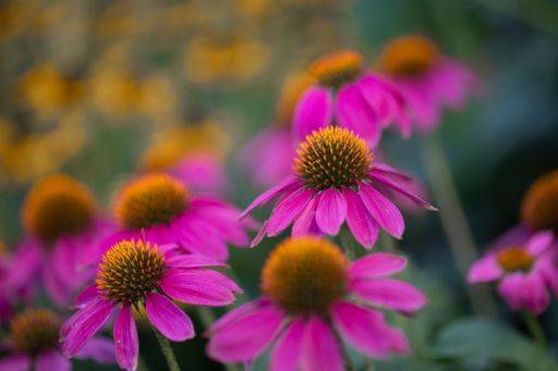 RECORD DATE NOT STATED Coneflowers (Echinacea) with pink petals in full bloom in front of yellow coneflowers in blurred background *** Coneflowers Echinacea mit Rosa Blütenblätter ÊIn voll blühen ÊIn vorne des Gelb coneflowers ÊIn unscharf Hintergrund 18967300