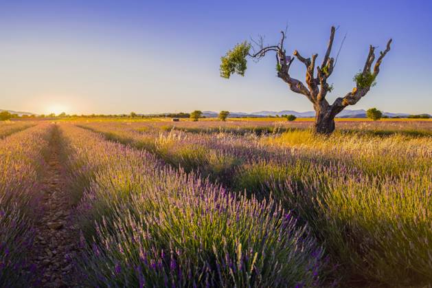 Lavendel, Schmalblaettriger Lavendel, Echter Lavendel (Lavandula angustifolia, Lavandula officinalis), einzelner alter Baum im Lavendelfeld bei Sonnenuntergang, Frankreich, Provence, Valensole, France, Valensole English lavender (Lavandula angustifolia, Lavandula officinalis), Awesome solitary old tree in lavender fields during the sunset, France, Provence, Valensole, France, Valensole BLWS684301