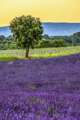 Lavendel, Schmalblaettriger Lavendel, Echter Lavendel (Lavandula angustifolia, Lavandula officinalis), bluehendes Lavendelfeld im Sommer, Frankreich, Provence, Valensole English lavender (Lavandula angustifolia, Lavandula officinalis), flowering lavender field in summer, France, Provence, Valensole BLWS684302