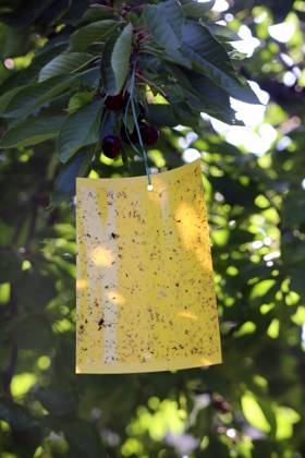 Kirschfruchtfliege, Kirsch-Fruchtfliege, Kirschfliege, Kirsch-Fliege, Kirschessigfliege, Kirsch-Essigfliege (Rhagoletis cerasi, Rhagoletis signata, Trypeta signata), Gelbtafel an einem Kirschbaum gegen den Befall von Kirschfruchfliege, Deutschland cherry fruit fly, tephritid fruit fly (Rhagoletis cerasi, Rhagoletis signata, Trypeta signata), yellow board on a cherry tree agains cherry fruit fly, Germany BLWS685237