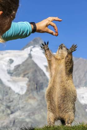 Woman feeding Alpine Marmot on sunny day, Carinthia, Austria model released, Symbolfoto, FOF13676