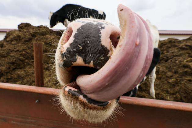 Bilder des Jahres 2023, News 04 April News Themen der Woche KW17 News Bilder des Tages RUSSIA, PRIMORYE REGION - APRIL 25, 2023: A cow on Ambartsumyan Farm in the village of Gaivoron in Spassky District of the Primorye Region. Since 2009, the farm has specialised in dairy cattle breeding. Currently it has 400 heads of livestock, including a milking herd of 190 cattle. Annual and perennial fodder crops are grown on the fields adjacent to the farm. Yuri Smityuk TASS  58658806