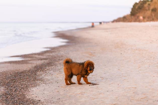 Chiwa roter tibetischer Mastiff Welpe am Strand Copyright: imageBROKER/GrzegorzxMajchrzak ibxgrm09199580