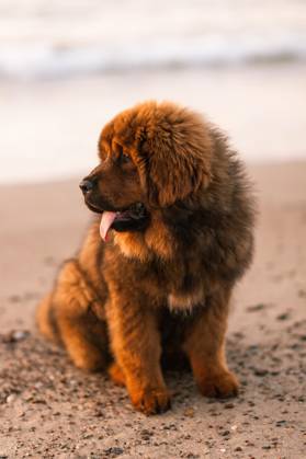 Chiwa roter tibetischer Mastiff Welpe am Strand Copyright: imageBROKER/GrzegorzxMajchrzak ibxgrm09199582