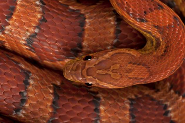 High angle view of corn snake or red rat snake, Pantherophis guttattus Copyright: xEricxIsseléex xDesignxPicsx , 30989513 Copyright: ScottxGriesselx xDesignxPics 30989513