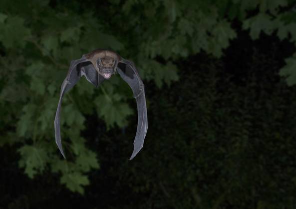 Großer Abendsegler (Nyctalus noctula) im Flug auf Suche nach Insekten im Wipfel des Ahornbaum, Brandenburg, Deutschland, Europa Copyright: imageBROKER DieterxMahlke ibxdim08505744.jpg