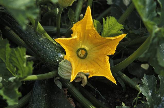 IMAGO Creative, Food, Zucchiniblüten Lange Zucchini oder lange Gartenkürbis (cucurbita pepo), mit Blüte Copyright: imageBROKER G.xLacz ibllag08223409.jpg