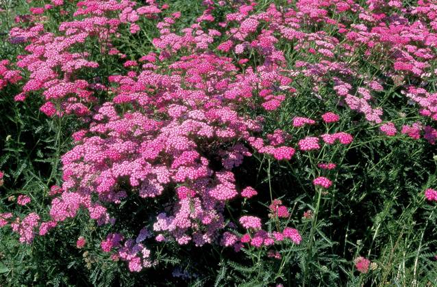 Blühende Schafgarbe (achillea) millefolium Copyright: imageBROKER/G.xLacz ibllag08228070.jpg