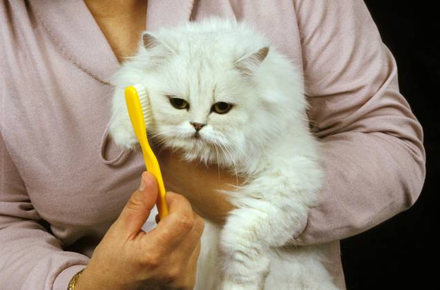 Frau mit weißer persischer Hauskatze Copyright: imageBROKER/G.xLacz ibllag08241400