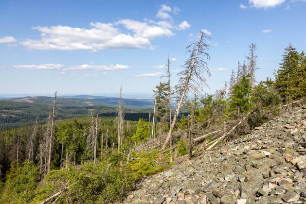 Waldsterben im Taunus Abgestorbene Fichten stehen im Wald im Naturschutzgebiet Altkönig im Taunus bei Sonnenschein und blauem Himmel., Kronberg Hessen Deutschland