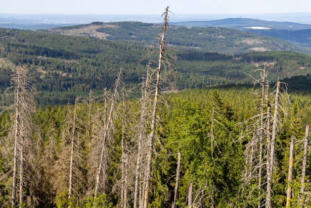 Waldsterben im Taunus Abgestorbene Fichten stehen im Wald im Naturschutzgebiet Altkönig im Taunus bei Sonnenschein und blauem Himmel., Kronberg Hessen Deutschland