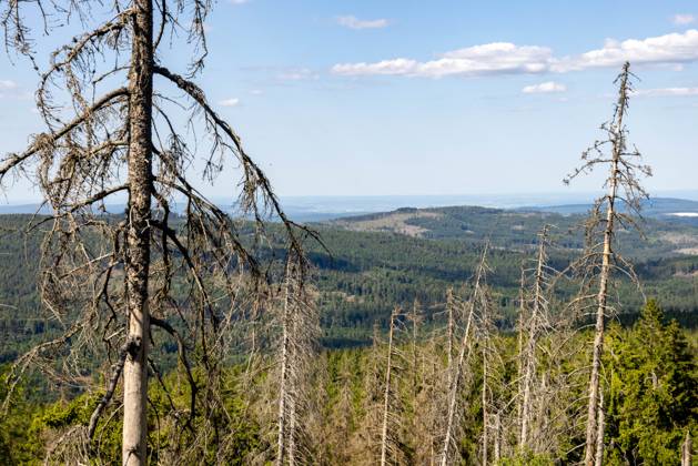 Waldsterben im Taunus Abgestorbene Fichten stehen im Wald im Naturschutzgebiet Altkönig im Taunus bei Sonnenschein und blauem Himmel., Kronberg Hessen Deutschland