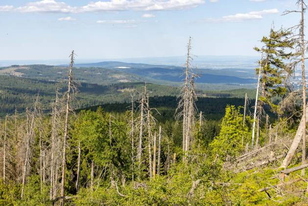 Waldsterben im Taunus Abgestorbene Fichten stehen im Wald im Naturschutzgebiet Altkönig im Taunus bei Sonnenschein und blauem Himmel., Kronberg Hessen Deutschland