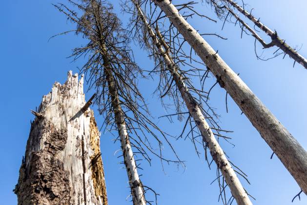 Waldsterben im Taunus Abgestorbene Fichten stehen im Wald im Naturschutzgebiet Altkönig im Taunus bei Sonnenschein und blauem Himmel., Kronberg Hessen Deutschland