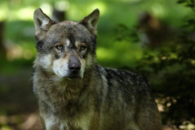 Europäischer Wolf (Canis lupus) im Wald, Tierporträt, Frankreich, Europa Copyright: imageBROKER/RonaldxWittek ibxron09338350
