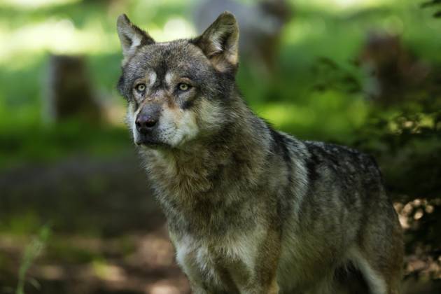 Europäischer Wolf (Canis lupus) im Wald, Tierporträt, Frankreich, Europa Copyright: imageBROKER/RonaldxWittek ibxron09338351