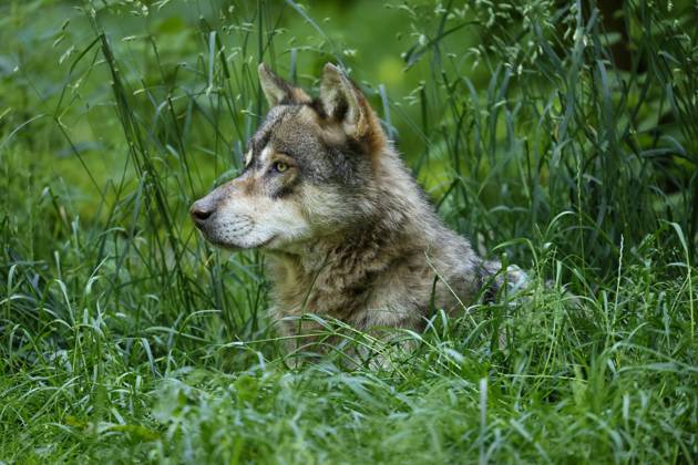 Europäischer Wolf (Canis lupus) liegt in einer Wiese, Tierporträt, Frankreich, Europa Copyright: imageBROKER/RonaldxWittek ibxron09338359