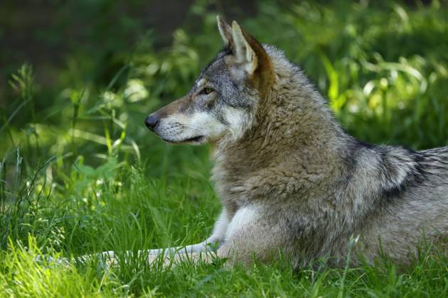 Europäischer Wolf (Canis lupus) liegt in einer Wiese, Tierporträt, Frankreich, Europa Copyright: imageBROKER/RonaldxWittek ibxron09338360
