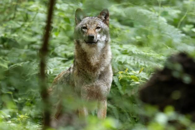 Europäischer Wolf (Canis lupus) Tierporträt, Deutschland, Europa Copyright: imageBROKER/RonaldxWittek ibxron09340098