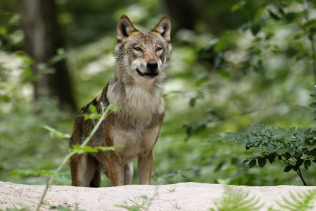 Europäischer Wolf (Canis lupus) Tierporträt, Deutschland, Europa Copyright: imageBROKER/RonaldxWittek ibxron09340099