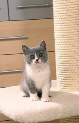 British Shorthair Cat, kitten, blue-white, Britische Kurzhaarkatze, Kätzchen, blau-weiß, auf Katzenbaum, Säugetiere, mammals, animals, Hauskatze, domestic cat, Haustier, Heimtier, pet, Rassekatzen, innen, Jungtier, young, Welpe, freistellbar, Blickkontakt, eye-contact, frontal, head-on, von vorne, sitzen, sitting Copyright: imageBROKER/P.xWegner iblwep05460492