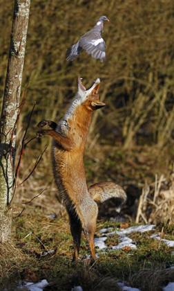 Rotfuchs (vulpes vulpes), Weibchen jagend Ringeltaube, columba palumbus, Normandie Copyright: imageBROKER/G.xLacz ibllag05282449