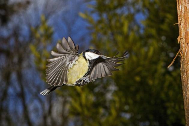 Kohlmeise (parus major), Männchen im Flug, Normandie Copyright: imageBROKER/G.xLacz ibllag05285411