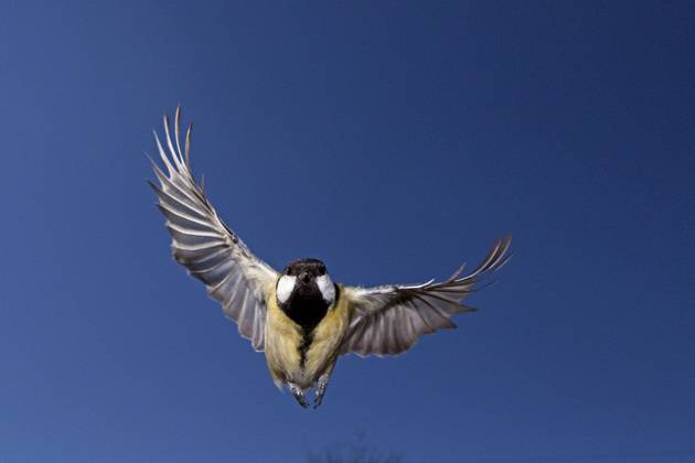 Kohlmeise (parus major), Weibchen im Flug, Normandie Copyright: imageBROKER/G.xLacz ibllag05285413