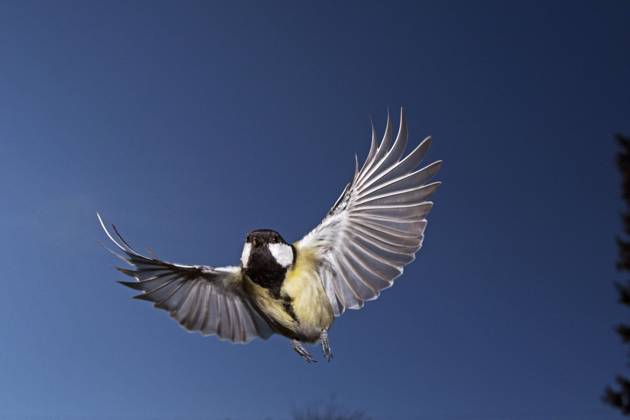 Kohlmeise (parus major), Weibchen im Flug, Normandie Copyright: imageBROKER/G.xLacz ibllag05285415